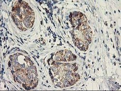 Invitrogen DAND5 Monoclonal Antibody (OTI2H3) 100 &mu;L | Buy Online | Invitrogen&trade; | Fisher Scientific