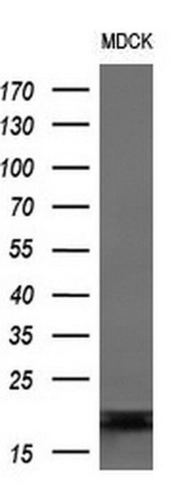 Invitrogen DAND5 Monoclonal Antibody (OTI2H3) 100 &mu;L | Buy Online | Invitrogen&trade; | Fisher Scientific
