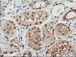 Invitrogen PSMB4 Monoclonal Antibody (OTI2C9) 100 &mu;L; Unconjugated:Antibodies,