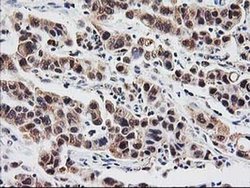 Invitrogen PSMB4 Monoclonal Antibody (OTI2C9) 100 &mu;L; Unconjugated:Antibodies,