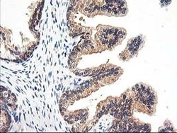 Invitrogen PSMB4 Monoclonal Antibody (OTI2C9) 100 &mu;L; Unconjugated:Antibodies,