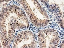 Invitrogen PSMB4 Monoclonal Antibody (OTI2C9) 100 &mu;L; Unconjugated:Antibodies,