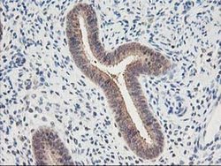 Invitrogen PSMB4 Monoclonal Antibody (OTI2C9) 100 &mu;L; Unconjugated:Antibodies,