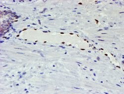 Invitrogen ELK3 Monoclonal Antibody (OTI1H3) 100 &mu;L; Unconjugated:Antibodies,