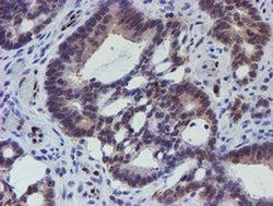 Invitrogen ELK3 Monoclonal Antibody (OTI1H3) 100 &mu;L; Unconjugated:Antibodies,