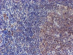 Invitrogen ELK3 Monoclonal Antibody (OTI1H3) 100 &mu;L; Unconjugated:Antibodies,