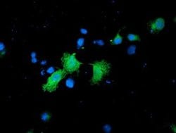 Invitrogen CNDP2 Monoclonal Antibody (OTI6D3) 100 &mu;L; Unconjugated:Antibodies,
