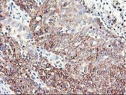 Invitrogen CNDP2 Monoclonal Antibody (OTI6D3) 100 &mu;L; Unconjugated:Antibodies,