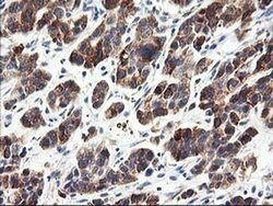 Invitrogen CNDP2 Monoclonal Antibody (OTI6D3) 100 &mu;L; Unconjugated:Antibodies,