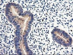 Invitrogen CNDP2 Monoclonal Antibody (OTI6D3) 100 &mu;L; Unconjugated:Antibodies,