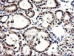 Invitrogen CNDP2 Monoclonal Antibody (OTI6D3) 100 &mu;L; Unconjugated:Antibodies,