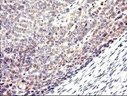 Invitrogen CYP2J2 Monoclonal Antibody (OTI5C5) 100 &mu;L; Unconjugated:Antibodies,