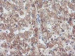 Invitrogen CYP2J2 Monoclonal Antibody (OTI5C5) 100 &mu;L; Unconjugated:Antibodies,