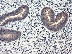 Invitrogen CYP2J2 Monoclonal Antibody (OTI5C5) 100 &mu;L; Unconjugated:Antibodies,