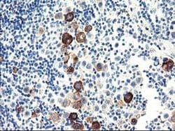 Invitrogen DPP10 Monoclonal Antibody (OTI2A5) 100 &mu;L; Unconjugated:Antibodies,