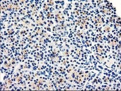 Invitrogen DPP10 Monoclonal Antibody (OTI2A5) 100 &mu;L; Unconjugated:Antibodies,