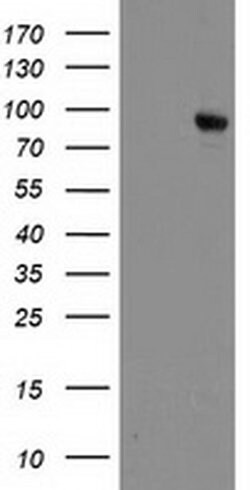 Invitrogen DPP10 Monoclonal Antibody (OTI2A5) 100 &mu;L; Unconjugated:Antibodies,