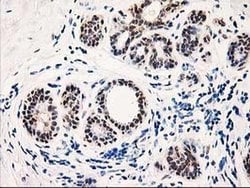Invitrogen PIG3 Monoclonal Antibody (OTI3B11) 100 &mu;L; Unconjugated:Antibodies,