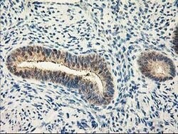 Invitrogen Calpain 9 Monoclonal Antibody (OTI3G10) 100 &mu;L; Unconjugated:Antibodies,