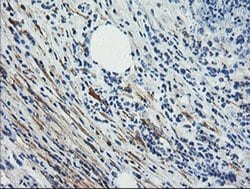 Invitrogen Calponin 2 Monoclonal Antibody (OTI2B5) 100 &mu;L; Unconjugated:Antibodies,