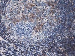 Invitrogen Calponin 2 Monoclonal Antibody (OTI2B5) 100 &mu;L; Unconjugated:Antibodies,
