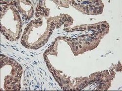 Invitrogen ALS2CR1 Monoclonal Antibody (OTI5A8) 100 &mu;L; Unconjugated:Antibodies,