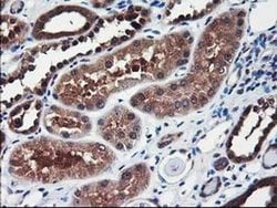 Invitrogen ALS2CR1 Monoclonal Antibody (OTI5A8) 100 &mu;L; Unconjugated:Antibodies,