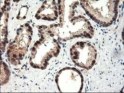 Invitrogen ALS2CR1 Monoclonal Antibody (OTI5A8) 100 &mu;L; Unconjugated:Antibodies,