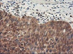 Invitrogen ALS2CR1 Monoclonal Antibody (OTI5A8) 100 &mu;L; Unconjugated:Antibodies,