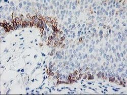 Invitrogen TBC1D21 Monoclonal Antibody (OTI1C7) 100 &mu;L; Unconjugated:Antibodies,