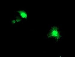 Invitrogen ASCC1 Monoclonal Antibody (OTI6G5) 100 &mu;L; Unconjugated:Antibodies,