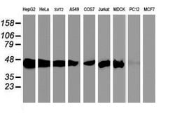 Invitrogen SEC14L2 Monoclonal Antibody (OTI4H2) 100 &mu;L; Unconjugated:Antibodies,