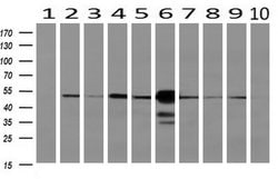 Invitrogen SEC14L2 Monoclonal Antibody (OTI4H2) 100 &mu;L; Unconjugated:Antibodies,