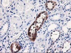 Invitrogen NUBPL Monoclonal Antibody (OTI1C5) 100 &mu;L; Unconjugated:Antibodies,