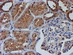 Invitrogen NUBPL Monoclonal Antibody (OTI5D5) 100 &mu;L; Unconjugated:Antibodies,