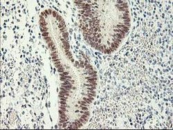 Invitrogen RbAp46 Monoclonal Antibody (OTI4C9) 100 &mu;L; Unconjugated:Antibodies,