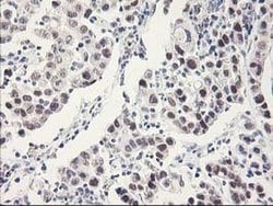 Invitrogen RbAp46 Monoclonal Antibody (OTI4C9) 100 &mu;L; Unconjugated:Antibodies,