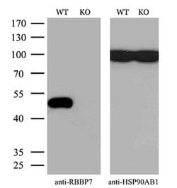 Invitrogen RbAp46 Monoclonal Antibody (OTI4C9) 100 &mu;L; Unconjugated:Antibodies,