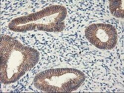 Invitrogen APBB3 Monoclonal Antibody (OTI5G3) 100 &mu;L; Unconjugated:Antibodies,