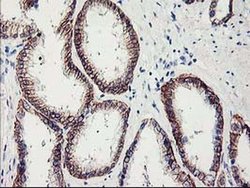 Invitrogen APBB3 Monoclonal Antibody (OTI5G3) 100 &mu;L; Unconjugated:Antibodies,