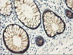 Invitrogen APBB3 Monoclonal Antibody (OTI5G3) 100 &mu;L; Unconjugated:Antibodies,