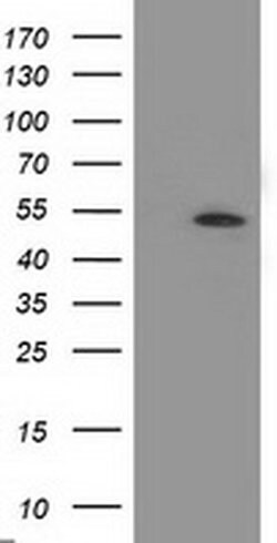 Invitrogen APBB3 Monoclonal Antibody (OTI5G3) 100 &mu;L; Unconjugated:Antibodies,
