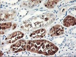 Invitrogen UNG Monoclonal Antibody (OTI1G2) 100 &mu;L; Unconjugated:Antibodies,