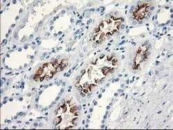 Invitrogen Katanin p80 Monoclonal Antibody (OTI5C4) 100 &mu;L; Unconjugated:Antibodies,