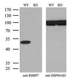 Invitrogen RbAp46 Monoclonal Antibody (OTI3A12) 100 &mu;L | Buy Online | Invitrogen&trade; | Fisher Scientific