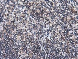 Invitrogen Heme oxygenase 2 Monoclonal Antibody (OTI1D10) 100 &mu;L | Buy Online | Invitrogen&trade; | Fisher Scientific