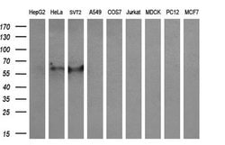 Invitrogen CYP2A6 Monoclonal Antibody (OTI2A8) 100 &mu;L; Unconjugated:Antibodies,