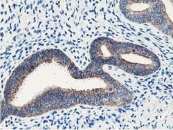Invitrogen NUDT18 Monoclonal Antibody (OTI1A5) 100 &mu;L; Unconjugated:Antibodies,