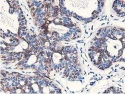 Invitrogen NUDT18 Monoclonal Antibody (OTI1A5) 100 &mu;L; Unconjugated:Antibodies,