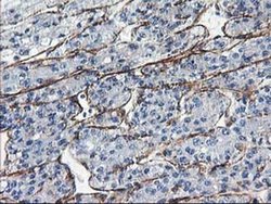 Invitrogen LDLRAP1 Monoclonal Antibody (OTI4B10) 100 &mu;L; Unconjugated:Antibodies,